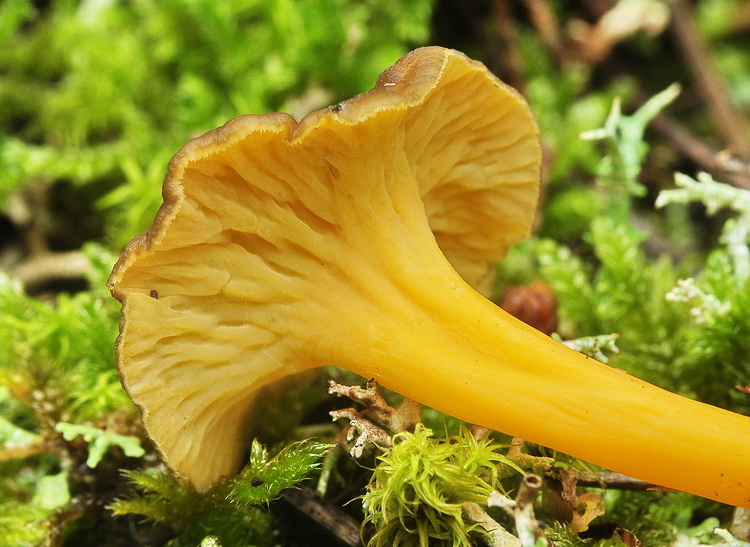 Cantharellus lutescens